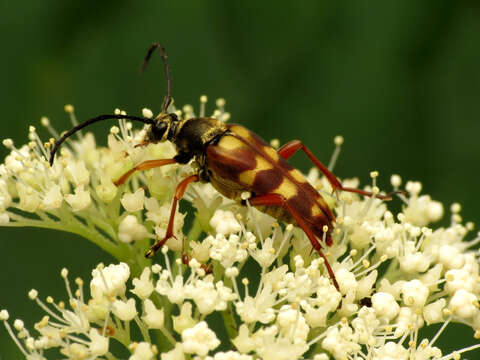 Image of Banded Longhorn