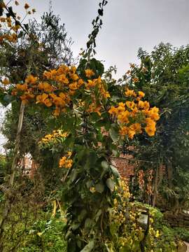 Слика од Bougainvillea