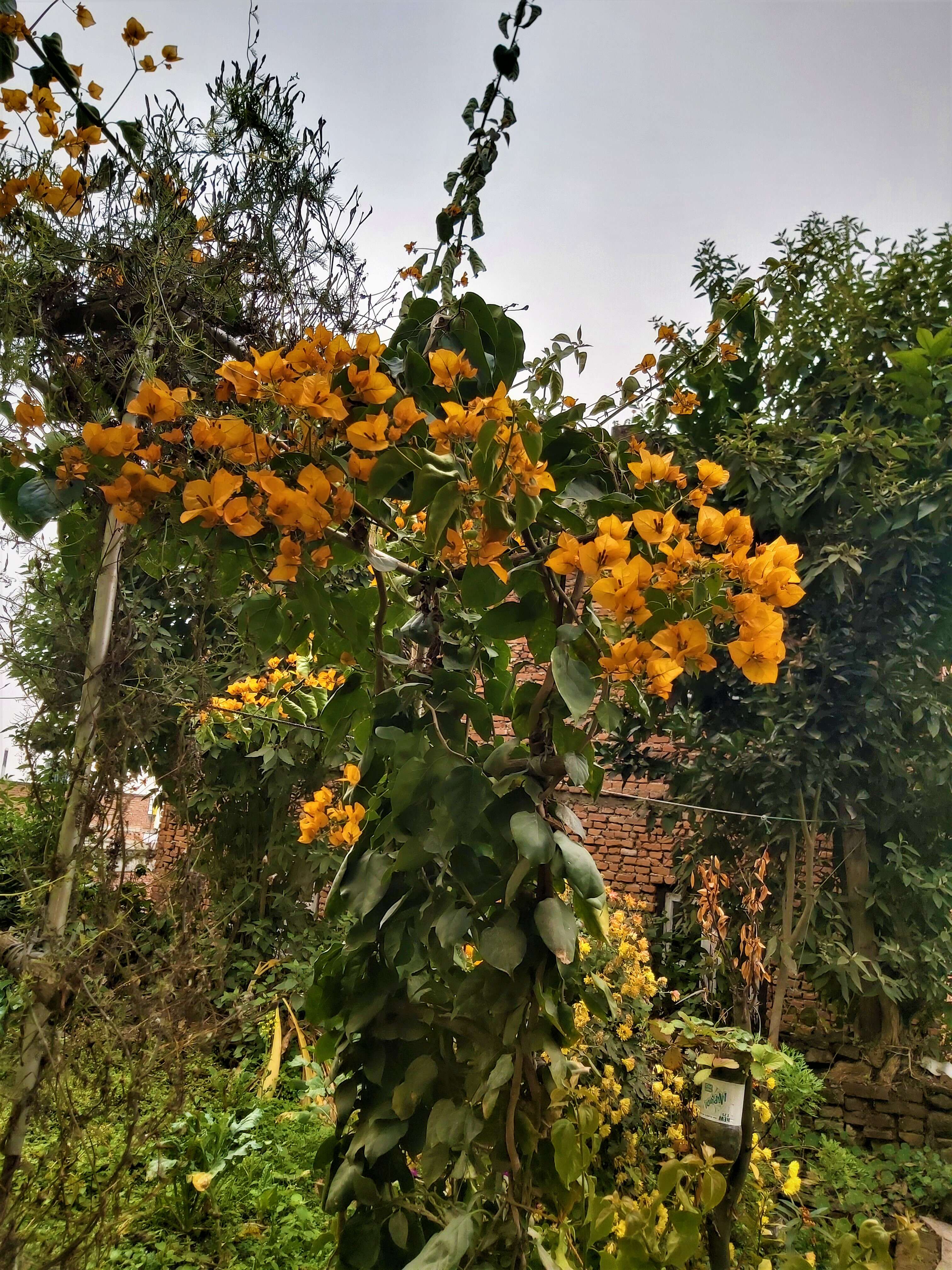 Слика од Bougainvillea