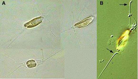 Image of Chrysochromulinaceae