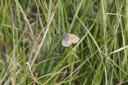 Image of Common Ringlet