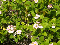 Image of climbing rose