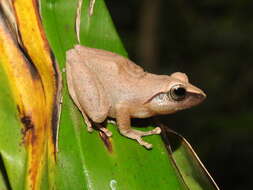 Image of Pseudophilautus amboli (Biju & Bossuyt 2009)