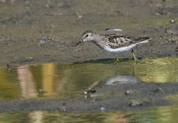 Image of Least Sandpiper