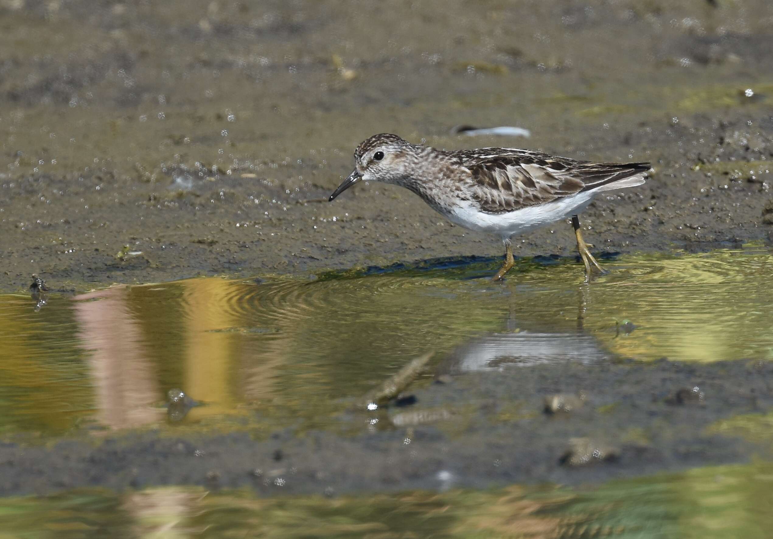 Image of Least Sandpiper