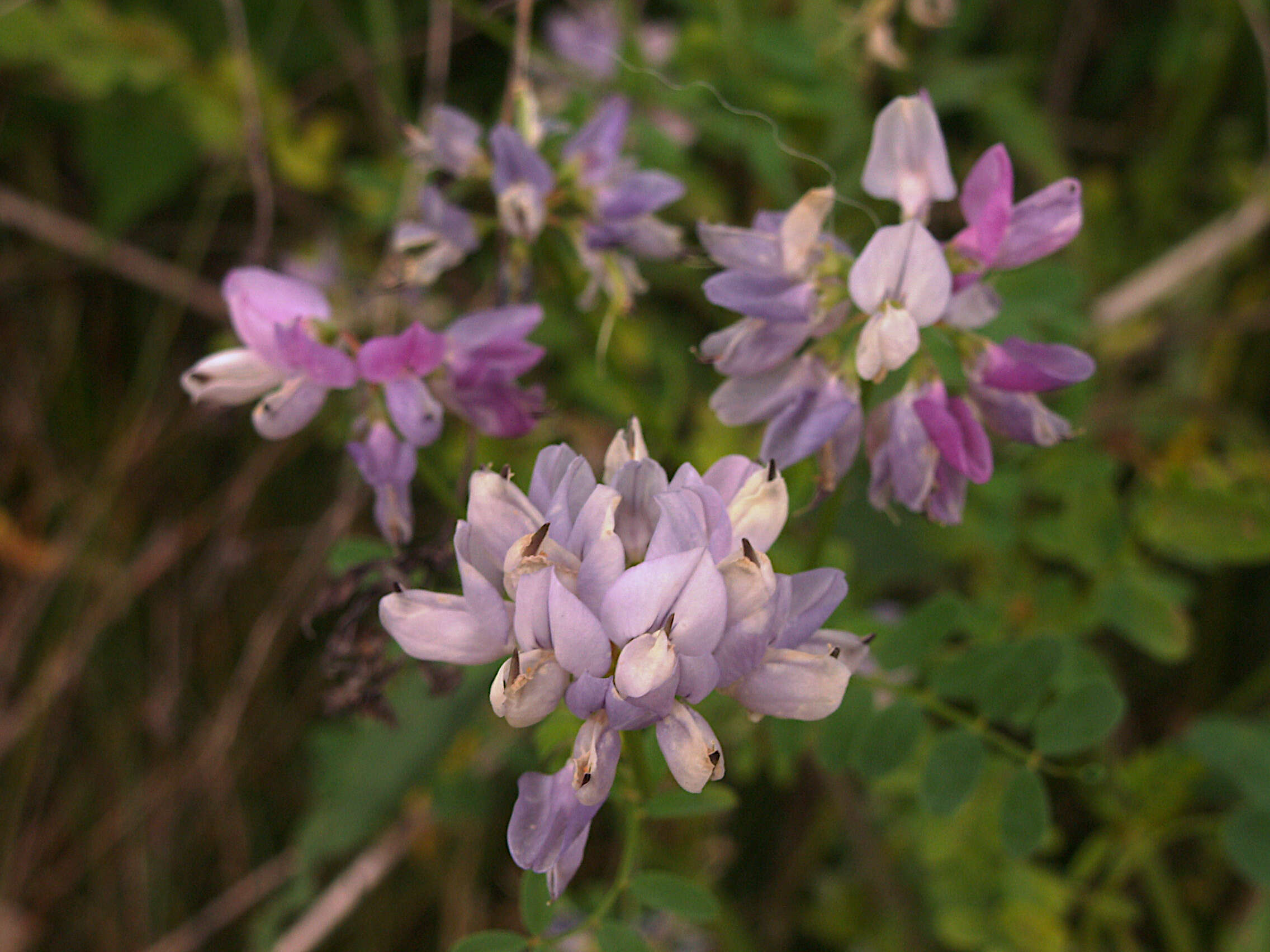 Image of crown vetch