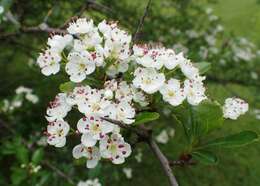 Image of Cockspur Hawthorn