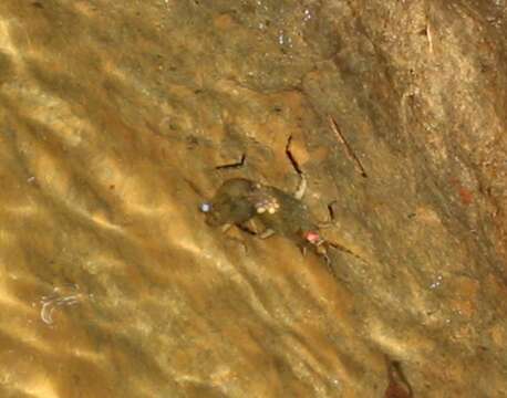 Image of giant water bugs