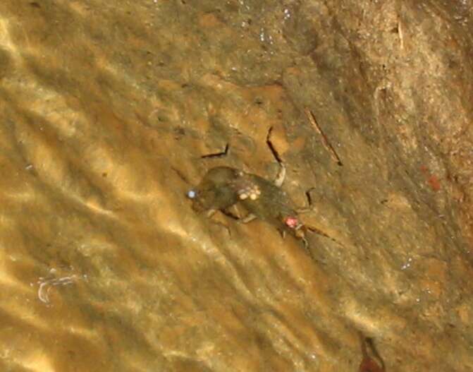 Image of giant water bugs