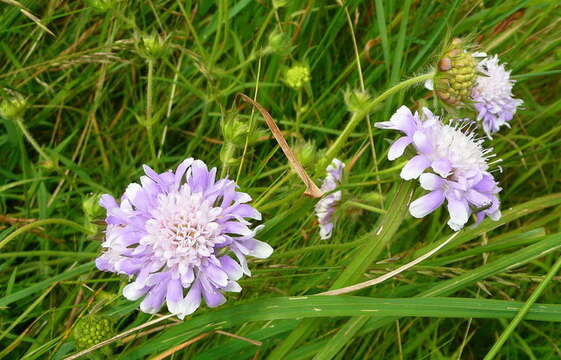 Image of dove pincushions