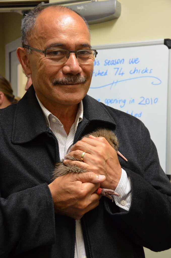 Image of Okarito Brown Kiwi