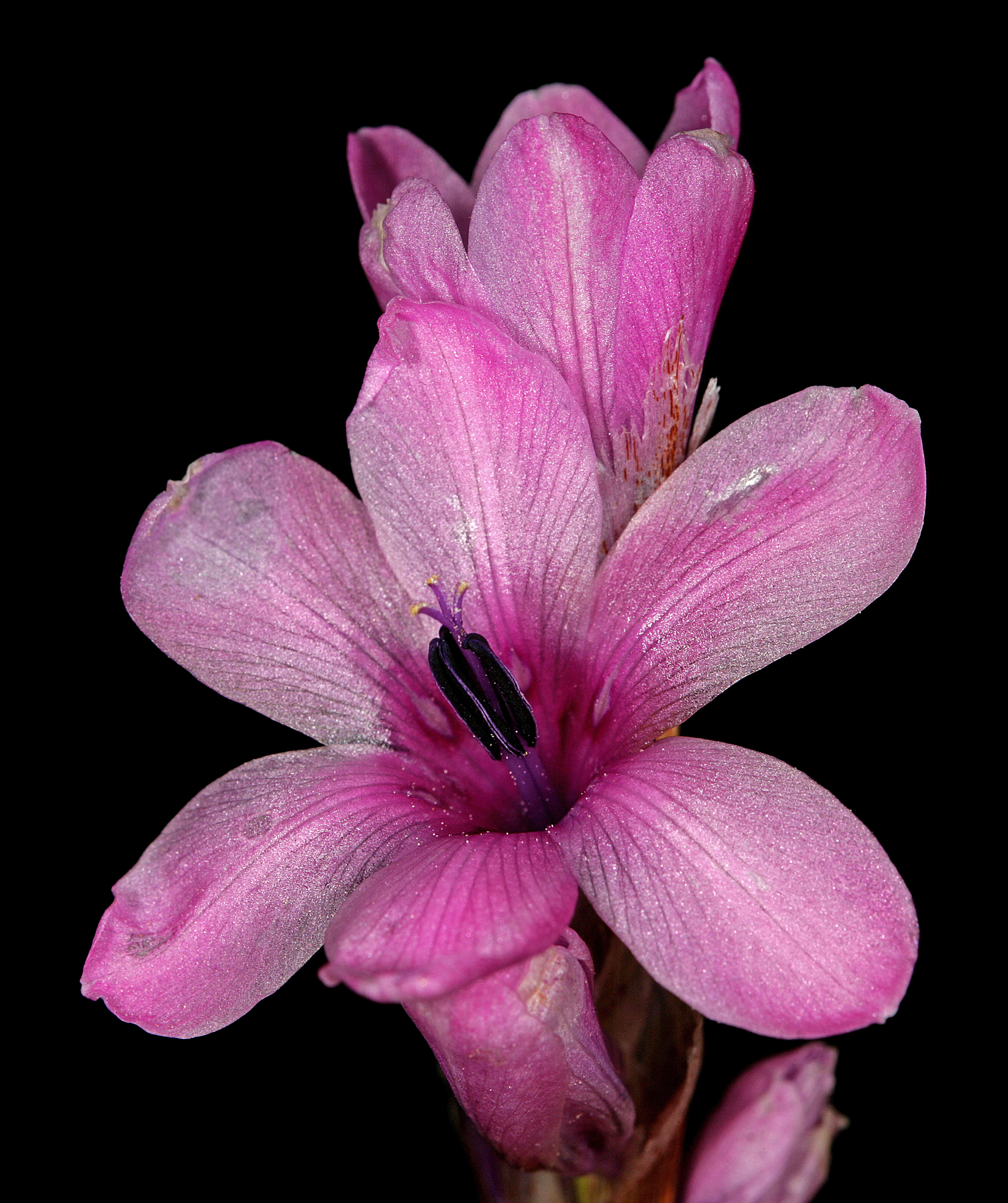 Imagem de Dierama igneum Klatt