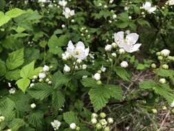 Imagem de Rubus allegheniensis Porter