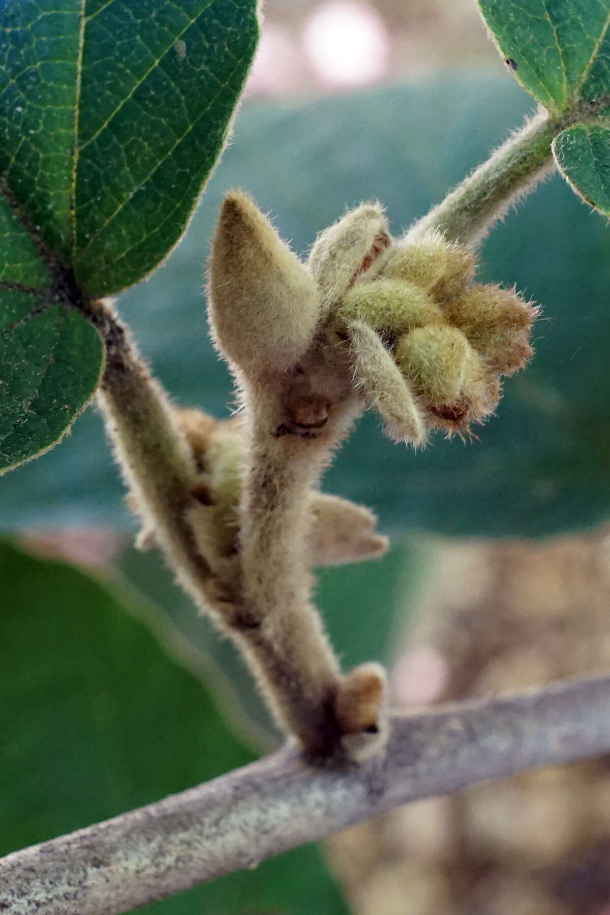 Imagem de Hamamelis mollis Oliv.