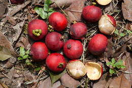 Image of Garcinia hombroniana Pierre