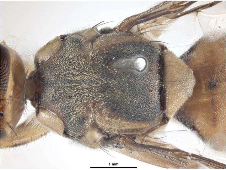 Слика од Bactrocera carambolae Drew & Hancock 1994