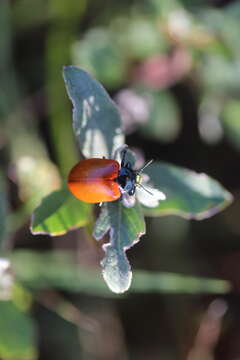 Image of Chrysomela populi