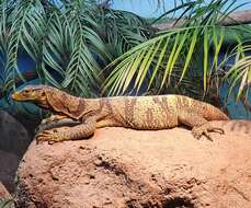 Varanus olivaceus Hallowell 1857 resmi