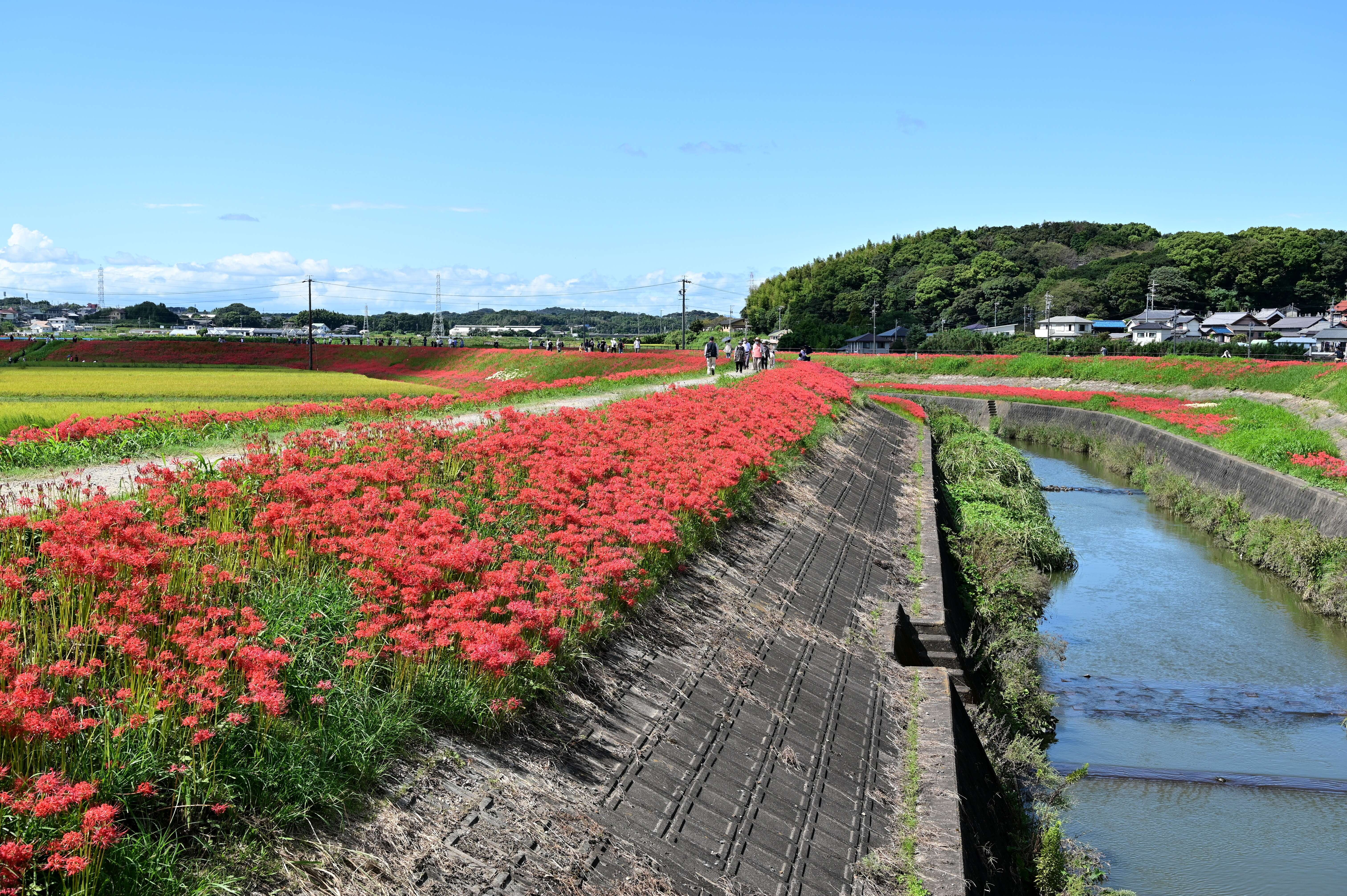 Image of red spider lily