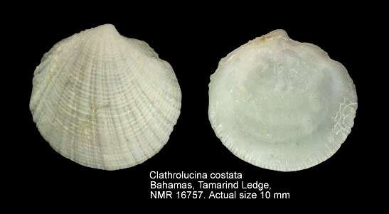 Image of Clathrolucina costata (d'Orbigny 1845)
