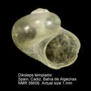 Image of Dikoleps templadoi Rubio, Dantart & Luque 2004