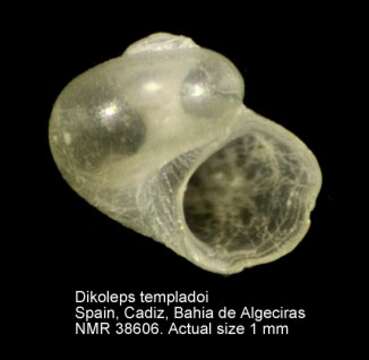 Image of Dikoleps templadoi Rubio, Dantart & Luque 2004