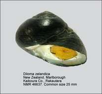 Image of Diloma zelandicum (Quoy & Gaimard 1834)