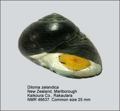 Image of Diloma zelandicum (Quoy & Gaimard 1834)