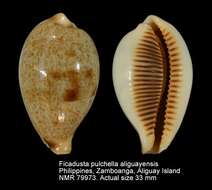 Image of Ficadusta pulchella aliguayensis (van Heesvelde & Deprez 2002)