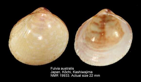 Image of Fulvia australis (G. B. Sowerby II 1834)