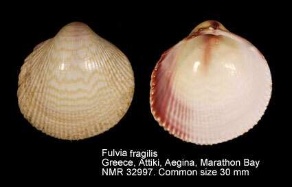 Image of Fulvia fragilis (Forsskål ex Niebuhr 1775)