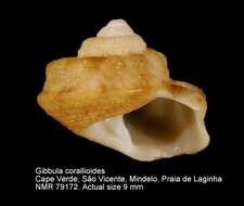 Image of Gibbula corallioides Locard 1898