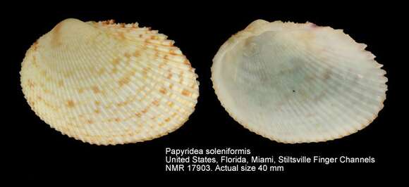 Image of Papyridea soleniformis (Bruguière 1789)