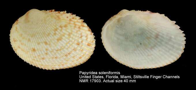 Plancia ëd Papyridea soleniformis (Bruguière 1789)