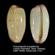 Image of Purpuradusta oryzaeformis Lorenz & Sterba 1999