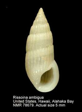 Image of Rissoina ambigua (Gould 1849)