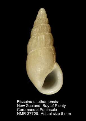 Image of Rissoina chathamensis (Hutton 1873)