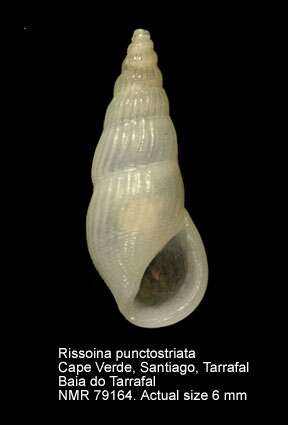 Image of Rissoina punctostriata (Talavera 1975)