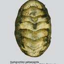 Image of Sypharochiton pelliserpentis (Quoy & Gaimard 1835)