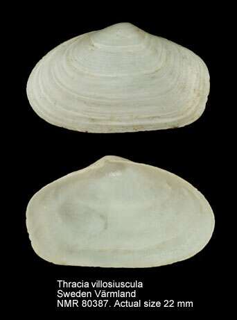 Image de Thracia villosiuscula (MacGillivray 1827)