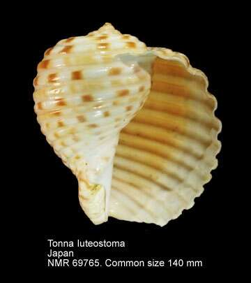 Image of Tonna luteostoma (Küster 1857)