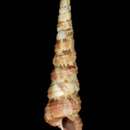 Image of Turritella fastigiata A. Adams & Reeve ex Reeve 1849