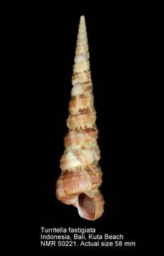 Image of Turritella fastigiata A. Adams & Reeve ex Reeve 1849