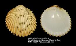 Слика од Vasticardium pectiniforme (Born 1780)