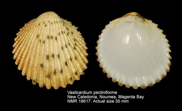 Image of Vasticardium pectiniforme (Born 1780)