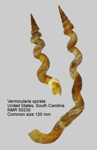 Image of West Indian worm-shell