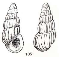 Image of Rissoina vanderspoeli De Jong & Coomans 1988