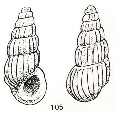 Image of Rissoina vanderspoeli De Jong & Coomans 1988