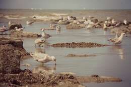 Imagem de Larus argentatus Pontoppidan 1763