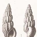 Imagem de Rissoina lamellosa f. mioschwartziana Sacco 1895